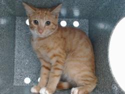 Shelter Stray Male Cat last seen , 2769 Conroy Rd, Orlando, FL 32839, USA