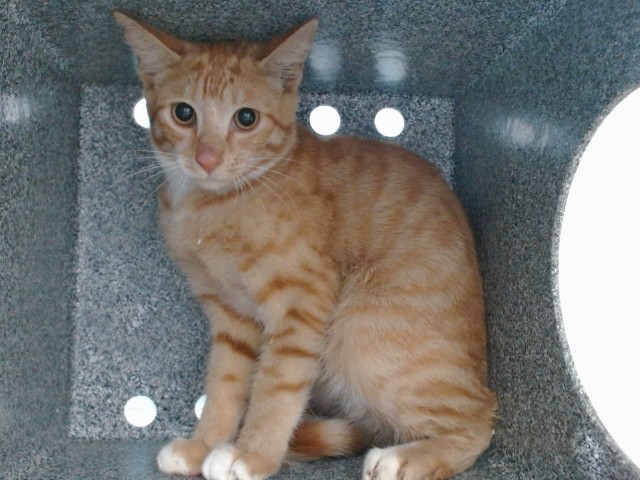 Shelter Stray Male Cat last seen , 2769 Conroy Rd, Orlando, FL 32839, USA