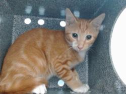 Shelter Stray Male Cat last seen , 2769 Conroy Rd, Orlando, FL 32839, USA