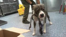 Shelter Stray Male Dog last seen CHARLOTTE, 8315 Byrum Dr, Charlotte, NC 28217, USA