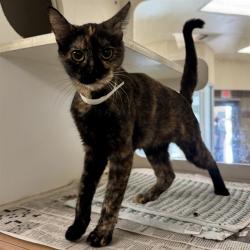 Shelter Stray Female Cat last seen Near BLOCK CROWN DR, JURUPA VALLEY CA 91752, 6851 Van Buren Boulevard, Jurupa Valley, CA 92509, USA
