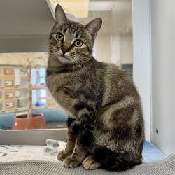 Shelter Stray Female Cat last seen Near BLOCK CITRUSMOON CT, RIVERSIDE CA 92507, 6851 Van Buren Boulevard, Jurupa Valley, CA 92509, USA