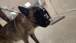 Shelter Stray Female Dog last seen Near BLOCK MISSION BL, JURUPA VALLEY, CA, 6851 Van Buren Boulevard, Jurupa Valley, CA 92509, USA