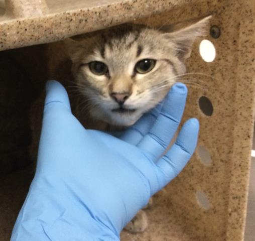 Shelter Stray Female Cat last seen Near BLOCK LIMONITE AVE, JURUPA VALLEY CA 92509, 6851 Van Buren Boulevard, Jurupa Valley, CA 92509, USA