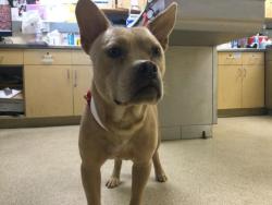Shelter Stray Female Dog last seen Near BLOCK HAVEN VIEW DR, JURUPA VALLEY CA 92509, 6851 Van Buren Boulevard, Jurupa Valley, CA 92509, USA