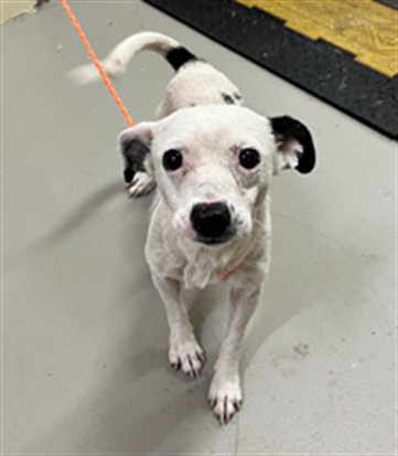 Shelter Stray Male Dog last seen N WINTER PARK DRIVE, CASSELBERRY, 232 Eslinger Way, Sanford, FL 32773, USA