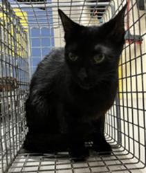 Shelter Stray Unknown Cat last seen , 232 Eslinger Way, Sanford, FL 32773, USA