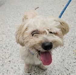 Shelter Stray Male Dog last seen Near BLOCK BRUSH ST, DETROIT MI 48202, 7401 Chrysler Dr, Detroit, MI 48211, USA
