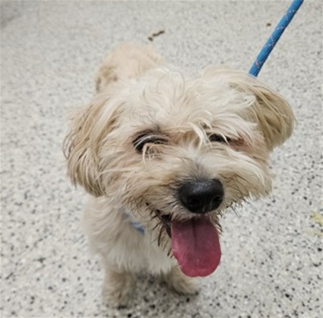 Shelter Stray Male Dog last seen Near BLOCK BRUSH ST, DETROIT MI 48202, 7401 Chrysler Dr, Detroit, MI 48211, USA