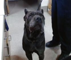 Shelter Stray Male Dog last seen Near BLOCK S PARK RD, 3528 Newburg Rd, Louisville, KY 40218, USA