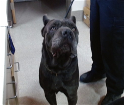Shelter Stray Male Dog last seen Near BLOCK S PARK RD, 3528 Newburg Rd, Louisville, KY 40218, USA