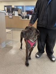Shelter Stray Female Dog last seen Near BLOCK PRESTON HWY, 3528 Newburg Rd, Louisville, KY 40218, USA