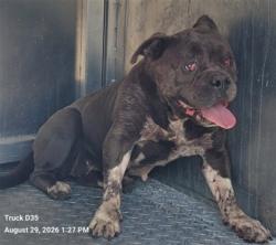 Shelter Stray Female Dog last seen Near BLOCK ALGONAC ST, DETROIT, MI 48205, 7401 Chrysler Dr, Detroit, MI 48211, USA