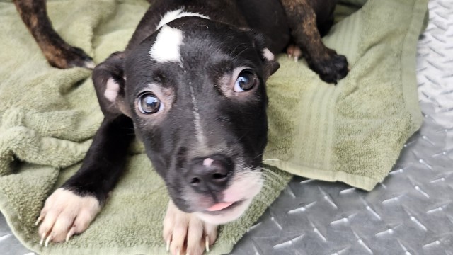 Shelter Stray Female Dog last seen Near BLOCK KLINGER ST, DETROIT, MI 48234, 7401 Chrysler Dr, Detroit, MI 48211, USA
