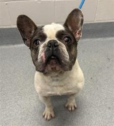 Shelter Stray Male Dog last seen LAWRENCE, 2600 S Harding St, Indianapolis, IN 46221, USA