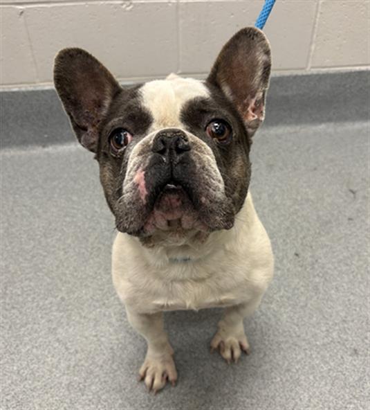 Shelter Stray Male Dog last seen LAWRENCE, 2600 S Harding St, Indianapolis, IN 46221, USA