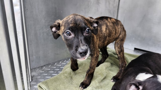 Shelter Stray Female Dog last seen Near BLOCK KLINGER ST, DETROIT, MI 48234, 7401 Chrysler Dr, Detroit, MI 48211, USA