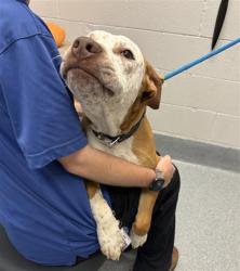 Shelter Stray Male Dog last seen Near, 2600 S Harding St, Indianapolis, IN 46221, USA