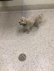 Shelter Stray Male Dog last seen 74TH AVE / ONEIDA ST, 12155 Park Blvd, Brighton, CO 80601, USA