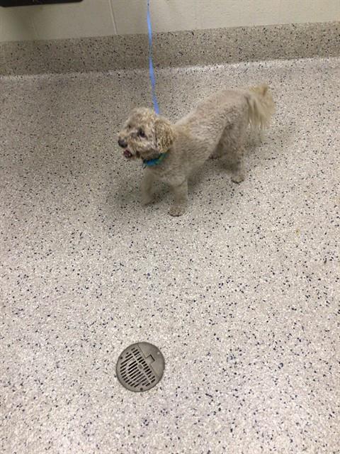 Shelter Stray Male Dog last seen 74TH AVE / ONEIDA ST, 12155 Park Blvd, Brighton, CO 80601, USA