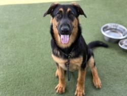 Shelter Stray Male Dog last seen , 11361 W Pico Blvd, Los Angeles, CA 90064, USA