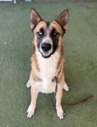 Shelter Stray Male Dog last seen , 11361 W Pico Blvd, Los Angeles, CA 90064, USA