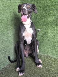 Shelter Stray Female Dog last seen , 5210 W Ave I, Lancaster, CA 93536, USA