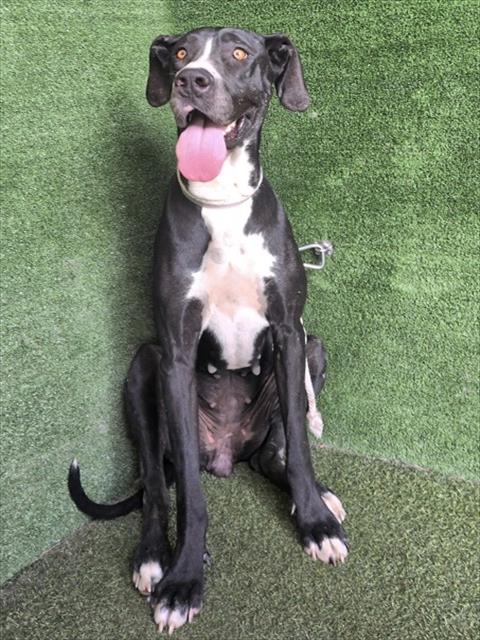 Shelter Stray Female Dog last seen , 5210 W Ave I, Lancaster, CA 93536, USA
