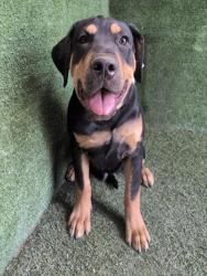Shelter Stray Male Dog last seen , 5210 W Ave I, Lancaster, CA 93536, USA