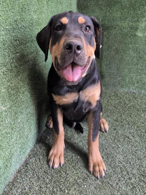 Shelter Stray Male Dog last seen , 5210 W Ave I, Lancaster, CA 93536, USA