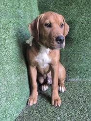 Shelter Stray Male Dog last seen , 5210 W Ave I, Lancaster, CA 93536, USA