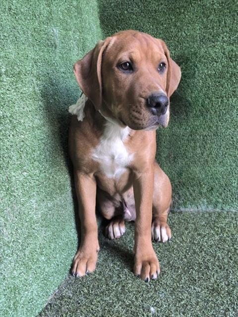 Shelter Stray Male Dog last seen , 5210 W Ave I, Lancaster, CA 93536, USA