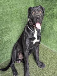 Shelter Stray Male Dog last seen , 5210 W Ave I, Lancaster, CA 93536, USA