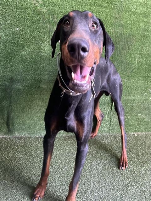 Shelter Stray Male Dog last seen , 5210 W Ave I, Lancaster, CA 93536, USA