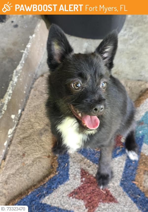 Found/Stray Male Dog last seen Near Palm Beach, Fort Myers, FL 33901