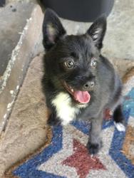 Found/Stray Male Dog last seen Near Palm Beach, Fort Myers, FL 33901