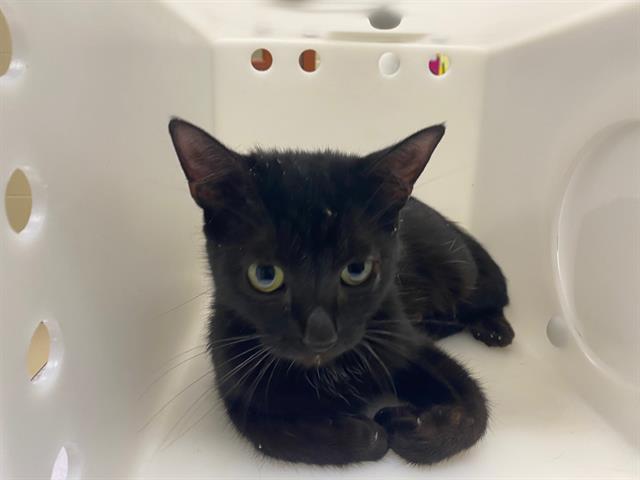 Shelter Stray Female Cat last seen Near BLOCK N DENMARK ST, 3839 W Burnham St, West Milwaukee, WI 53215, USA