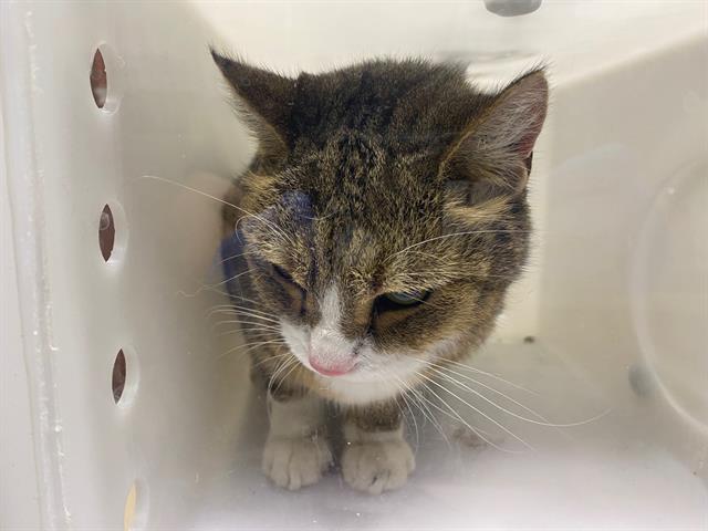 Shelter Stray Unknown Cat last seen Near BLOCK S 35TH ST, 3839 W Burnham St, West Milwaukee, WI 53215, USA