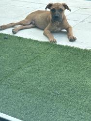 Found/Stray Male Dog last seen Crab river road, Richmond, TX 77479