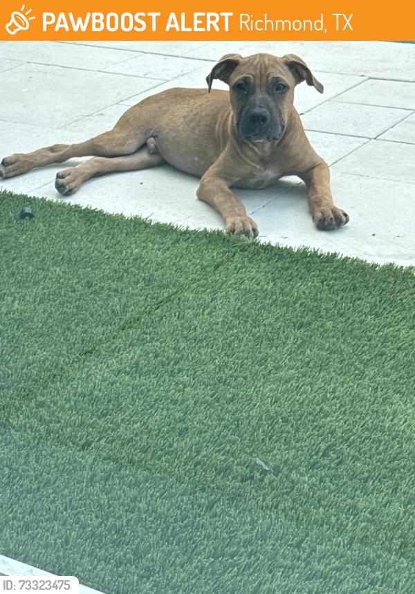 Found/Stray Male Dog last seen Crab river road, Richmond, TX 77479