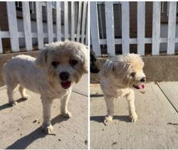 Found/Stray Female Dog last seen Temple and 15th st intersection, Long Beach, CA 90804