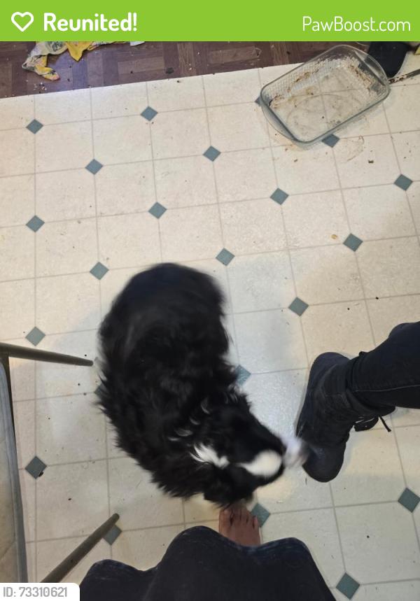 Reunited Female Dog last seen Near sweetlane, Cottage Grove, OR 97424