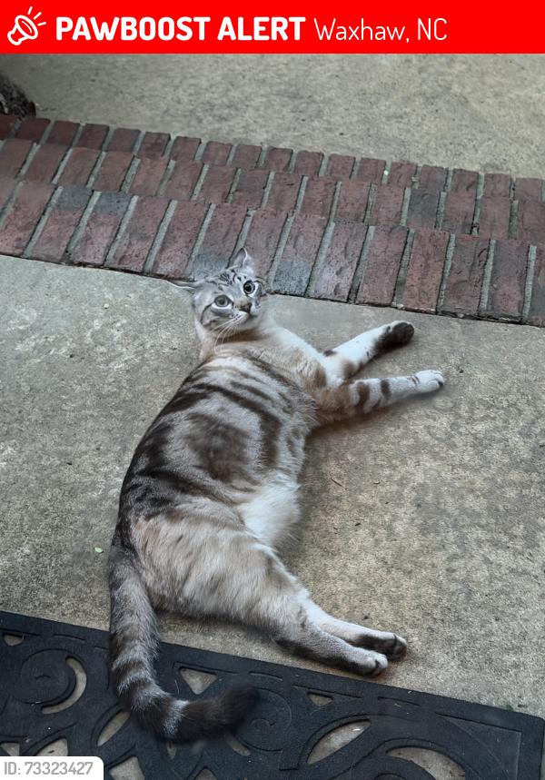 Lost Male Cat last seen Alderney ct and Lochaven Rd., Waxhaw, NC 28173