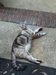 Lost Male Cat last seen Alderney ct and Lochaven Rd., Waxhaw, NC 28173
