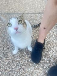 Found/Stray Unknown Cat last seen Off Aralia and Gutherie in front of hse, Austin, TX 78750