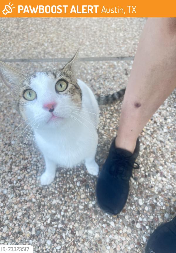 Found/Stray Unknown Cat last seen Off Aralia and Gutherie in front of hse, Austin, TX 78750