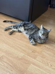 Lost Male Cat last seen School hse Road, Underwood, WA 98651