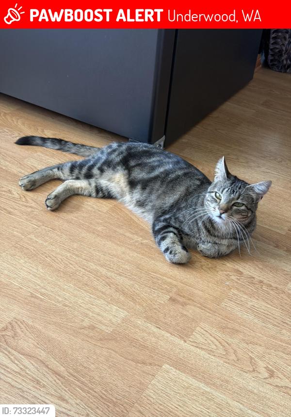 Lost Male Cat last seen School hse Road, Underwood, WA 98651
