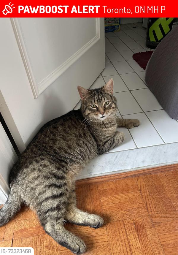 Lost Male Cat last seen Leslie St & Steeles Ave E, Toronto, ON M2H 3P1