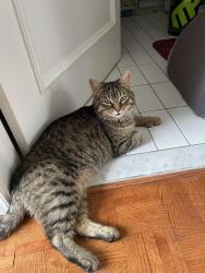 Lost Male Cat last seen Leslie St & Steeles Ave E, Toronto, ON M2H 3P1